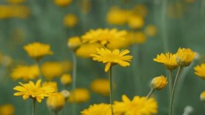 Лучшие композиции Сергей Грищук! музыка для души! успокаивает нервную систему и радует душу