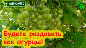ЭФФЕКТИВНО и БЕСПЛАТНО. ОБРАБАТЫВАЮ СМОРОДИНУ и ЯГОДА КРУПНАЯ, СЛАДКАЯ, БЕЗ БОЛЕЗНЕЙ и ТЛЕЙ.