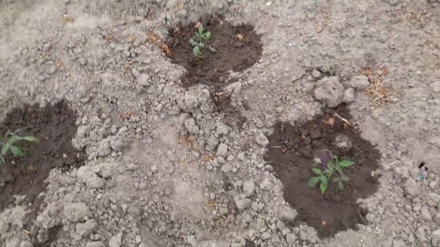 Тяжелый день .Садим рассаду томатов.Полем.Поливаем.Жизнь в деревне.Уработались.Рекомендованное смотреть онлайн