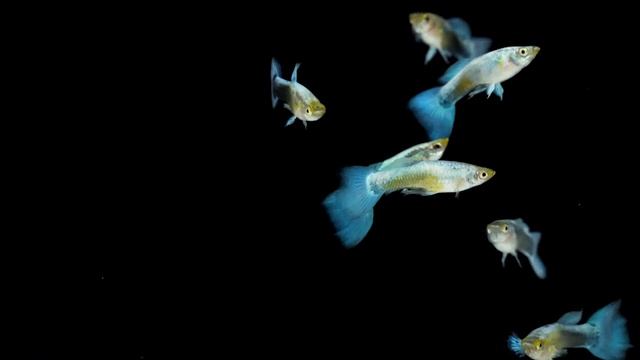 Гуппи самцы неоновые голубые металлик смотреть онлайн