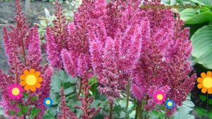 Астильба китайская Вижн ин Пинк. Краткий обзор, описание astilbe chinensis Visions in Pink