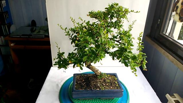 BONSAI-FOCUS SU CARMONA "MICROPHILLA" смотреть онлайн