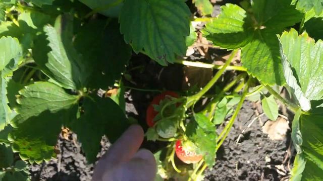 Ранний сорт клубники Альба смотреть онлайн