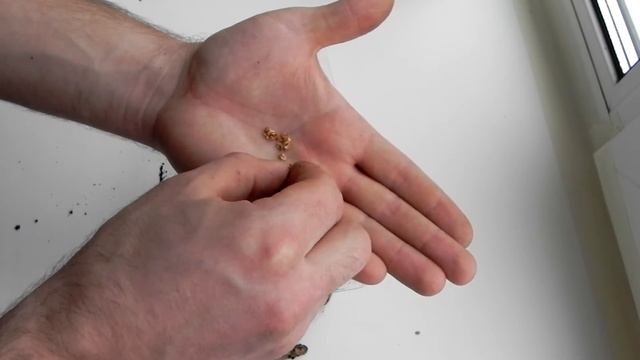 Метасеквойя Metasequoia glyptostroboides из Китая новый эксперимент по выращиванию часть2 смотреть онлайн