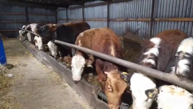 Белоголовая команда бычков на откорме смотреть онлайн