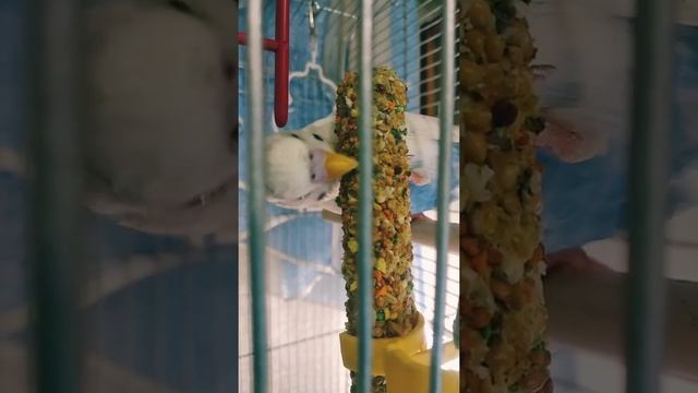 Попугай Клоун.Рецепт хорошего настроения 2.О любви к еде.Budgie Clown.Nutrition.Good mood. смотреть онлайн