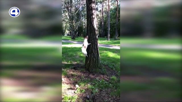 Нашествие белок смотреть онлайн