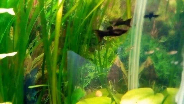 НОВЫЕ ПОКУПКИ! МОЛЛИНЕЗИИ И ФОН ДЛЯ АКВАРИУМА! смотреть онлайн