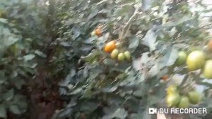Томат Бенигара  BENIGARA Вершинная гниль.