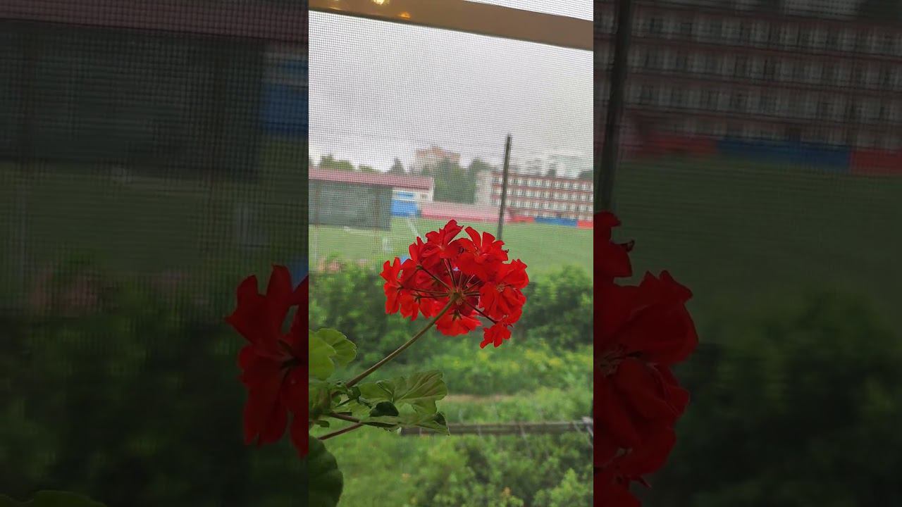 Музыка дождя. смотреть онлайн