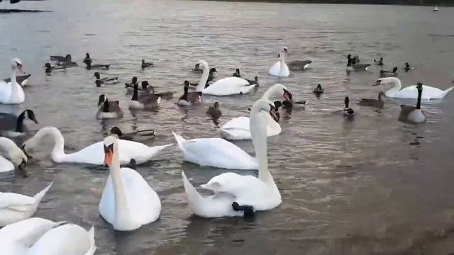 Красивые животные, птицы, гуси, лебедь, лебеди и утки смотреть онлайн