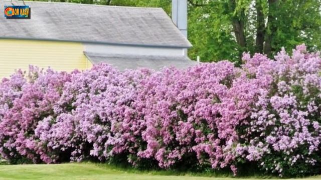 Живые изгороди для дачи. 10 лучших растений, которые облагородят ваш участок. смотреть онлайн