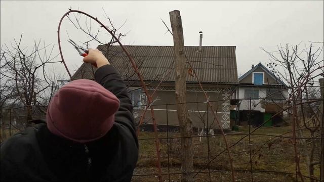 Обрезка ежевики весной