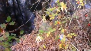 Как укрепить берега речки?Не дорого сердито и на века.Пермакультурный метод.