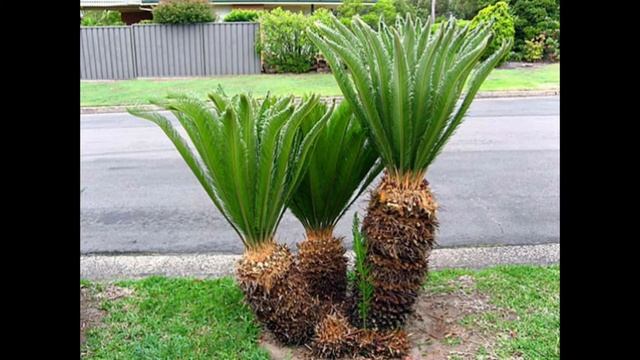 Саговая пяльма цикас sikas guli haqida cikas bonsai бонсай смотреть онлайн