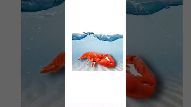 Чистоговорка "Морские обитатели" смотреть онлайн