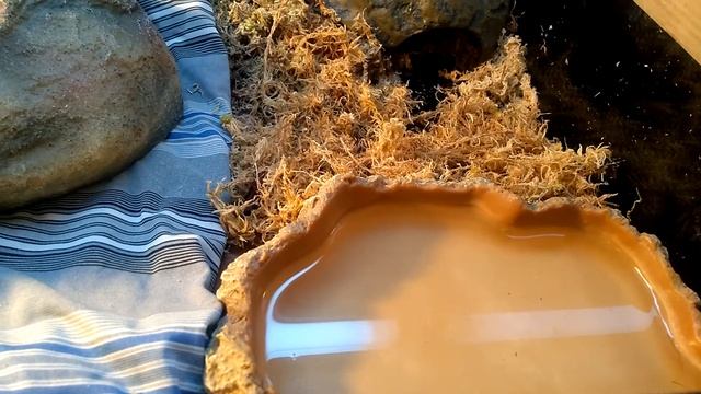 Обзор террариума для молодого капского варана смотреть онлайн