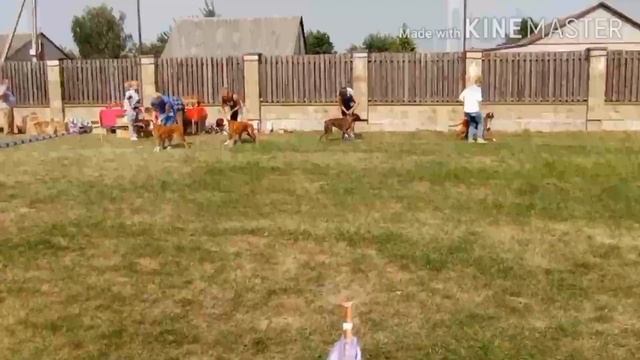 Ринг немецких боксеров на выставке собак в Черкасах, 14.08.2022 г. смотреть онлайн