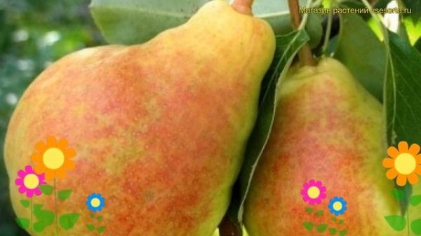 Груша обыкновенная Феерия. Краткий обзор, описание характеристик, где купить саженцы pyrus communis