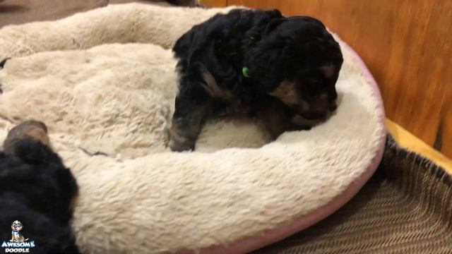 Petunia's 5 Week Old AussieDoodle Puppies смотреть онлайн