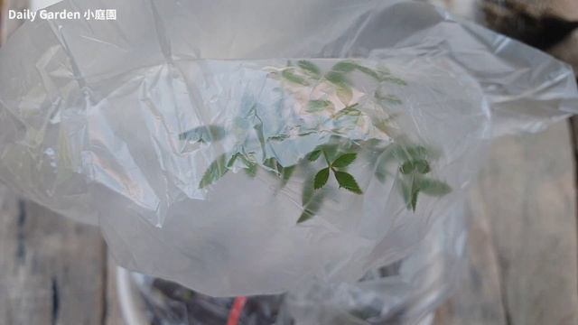 Grafting plants | Rose grafting - Grafting the smallest rose (miniature rose) in the world смотреть онлайн