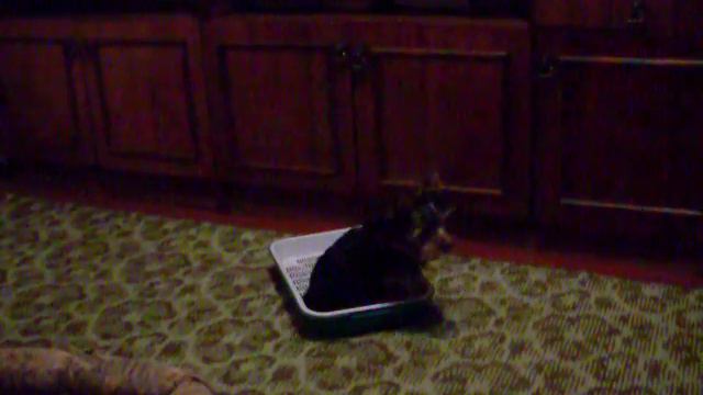 Йоркшир Джаспер Ичи и Татьяна Невердовская смотреть онлайн