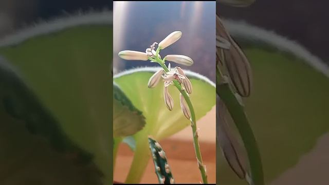 цветущий алоэ малоэ смотреть онлайн