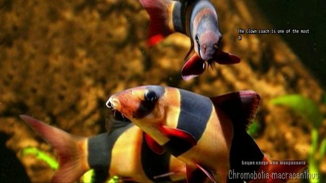 Chromobotia macracanthus (Tiger Loach, Боция клоун) смотреть онлайн