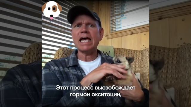 Хозяин в состоянии дзен и злая собака-антистресс #юмор #смех #смешно #собака #дзен #антистресс смотреть онлайн