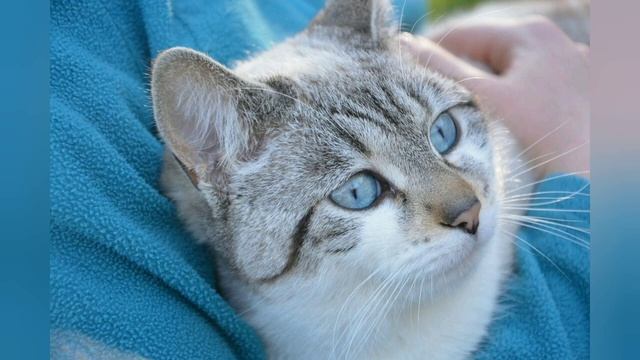 ТОП - 5 кошек с голубыми глазами! смотреть онлайн