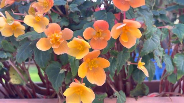 Beautiful summer flowers in pots. Begonias Clematis