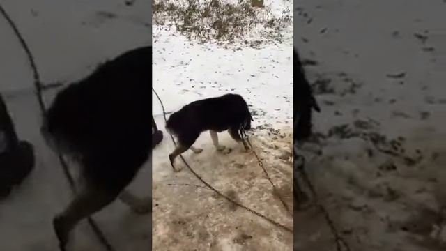 Хаски лэнд. 24.11.16г смотреть онлайн