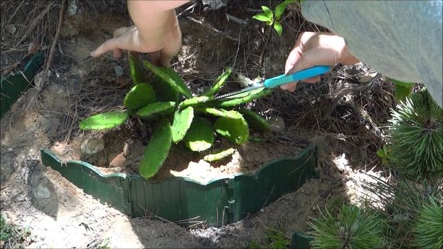 КАКТУС -2/ Cactus