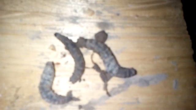 Кто стрижёт рассаду огурцов смотреть онлайн