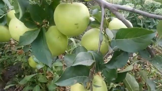 Яблоня зимняя сорт Скифское Золото смотреть онлайн