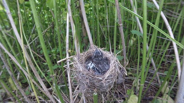 Кукушонок в гнезде 170621 3 болотной камышовки 22 июня 1 GP5+44k 18 смотреть онлайн