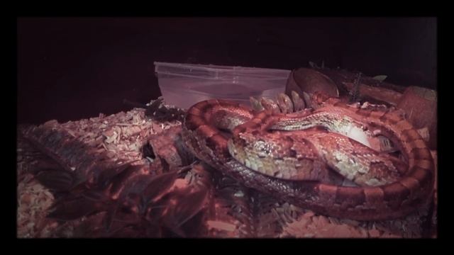 Кормление маисового полоза (кукурузная змея) мышью смотреть онлайн