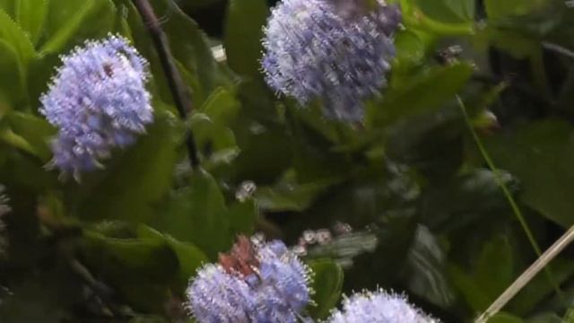Blue Blossom Ceanothus (Ceanothus Thyrsiflorus), Elk Beach, Trinidad SB, California, USA