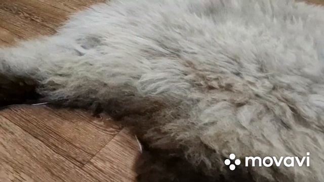 ОВЕЧЬЯ ШКУРА НА ПОЛ С ДЛИННЫМ МЕХОМ СЕРО-ПЕПЕЛЬНОГО ЦВЕТА (КОД: 4477 ) смотреть онлайн