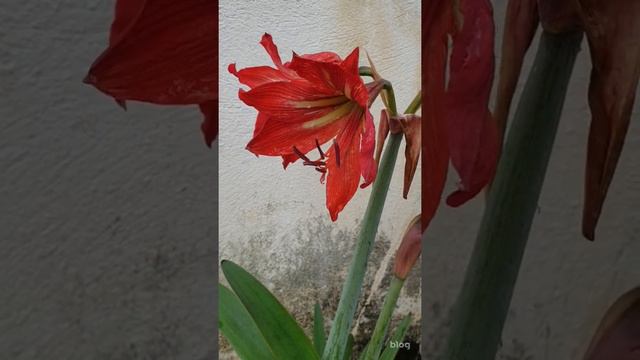 아마릴리스. Hippeastrum hybridum. 벨라도나 릴리. 아마릴리스 벨라도나. Amaryllis / 꽃 백과사전.식물도감. flower. encyclopedia. 배근 смотреть онлайн