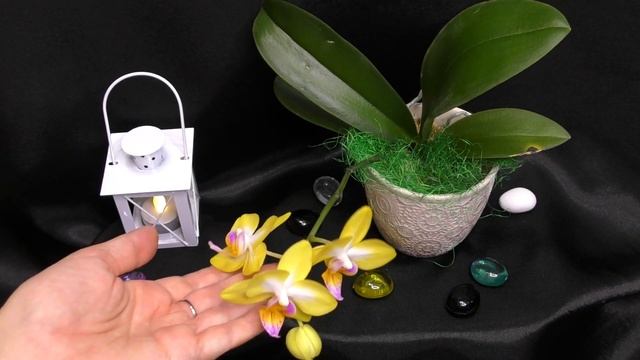 Блестящий орхидейный дебют! Phal.Yen Shuai Sweet Girl 'Shiny Girl' смотреть онлайн