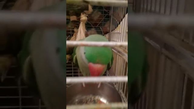 Александрийский попугай смотреть онлайн