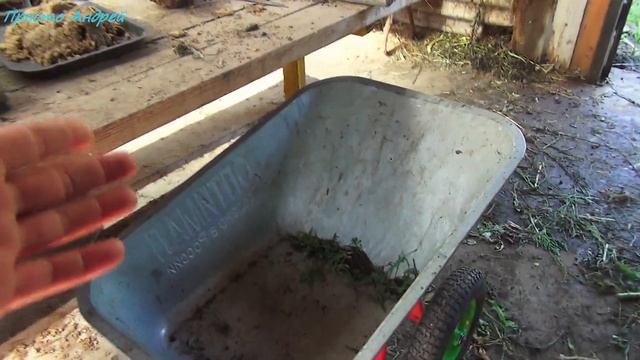 Нутрия разведение и содержание завтрак у нутрий смотреть онлайн