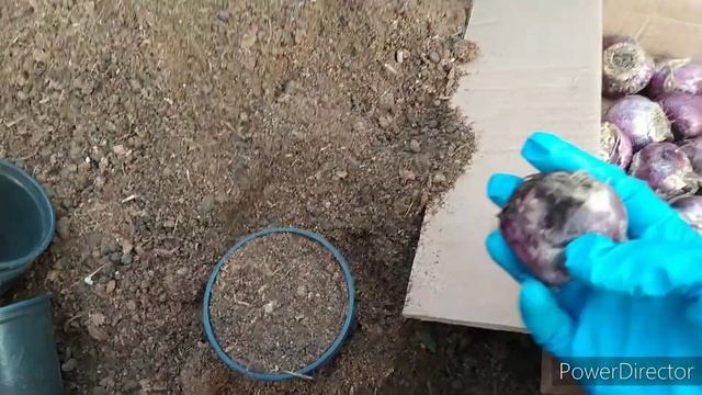 Цветок на 8марта, выгодный и беспроблемный ? смотреть онлайн