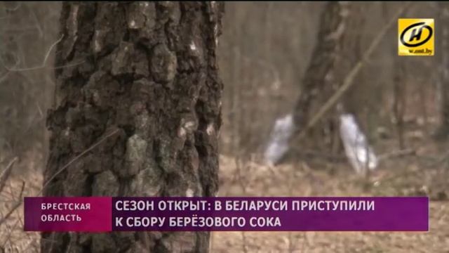 Заготовку берёзового сока начали в лесничествах Беларуси смотреть онлайн