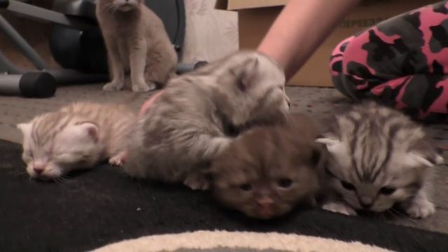 Котята открывают глаза взвешивание и какой окраски у шотландской вислоухой. смотреть онлайн