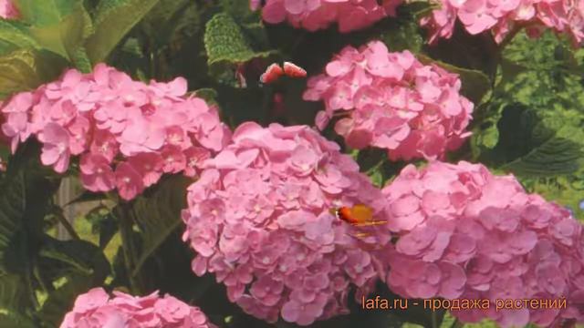 Гортензия крупнолистовая Форевэ (foreve) 🌿 Форевэ обзор: как сажать, саженцы гортензии Форевэ смотреть онлайн