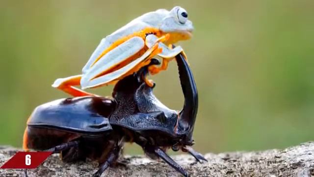 10 САМЫХ ДОРОГИХ и ОПАСНЫХ ФОТОГРАФИЙ смотреть онлайн