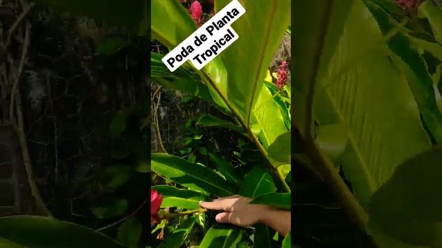 PODA DA ALPINIA PURPURATA -GENGIBRE-VERMELHO#shorts смотреть онлайн