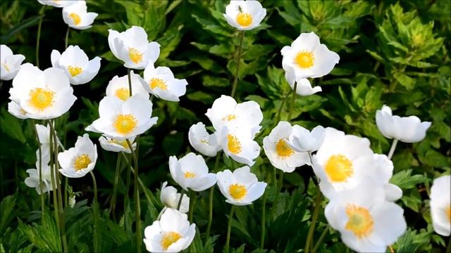 Ветреница или анемона лесная смотреть онлайн